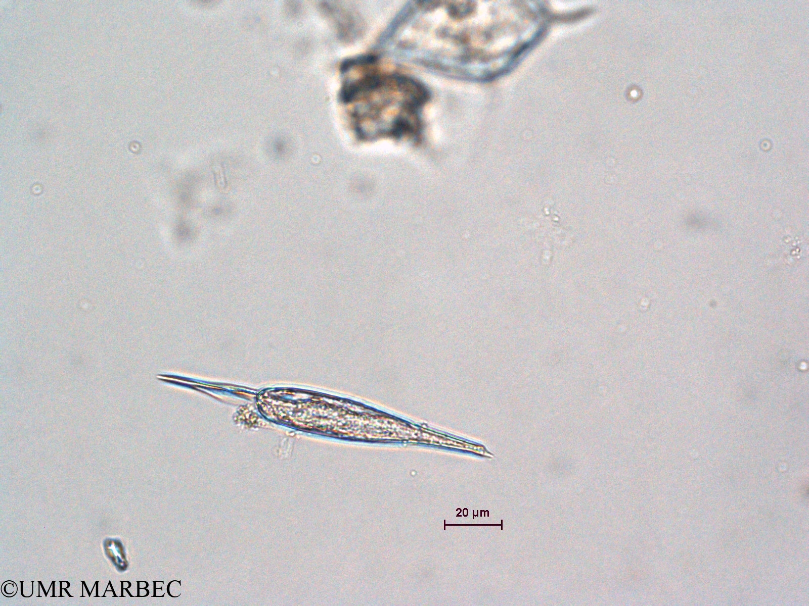 phyto/Scattered_Islands/all/COMMA April 2011/Podolampas spinifera (ancien P. sp cf spinifera)(copy).jpg